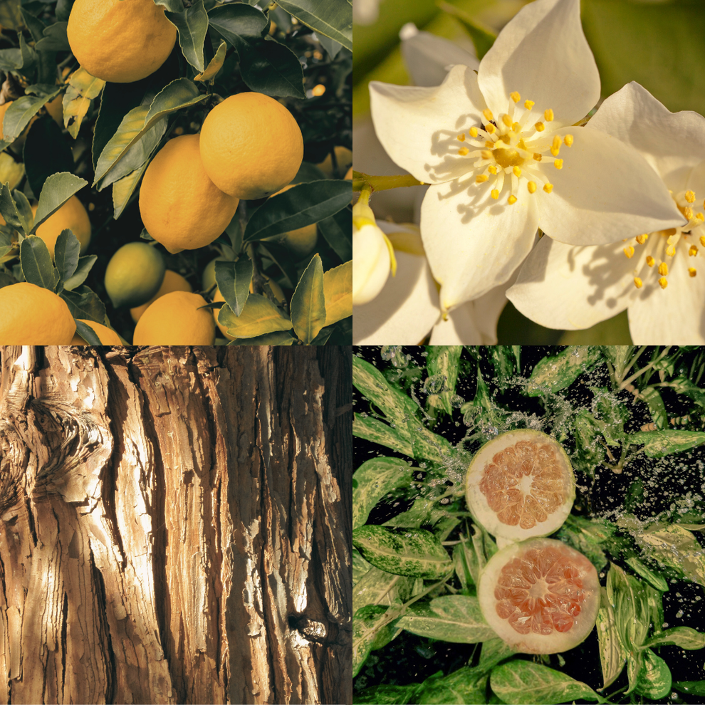 NO VACANCY - PERFUME OIL - Daría